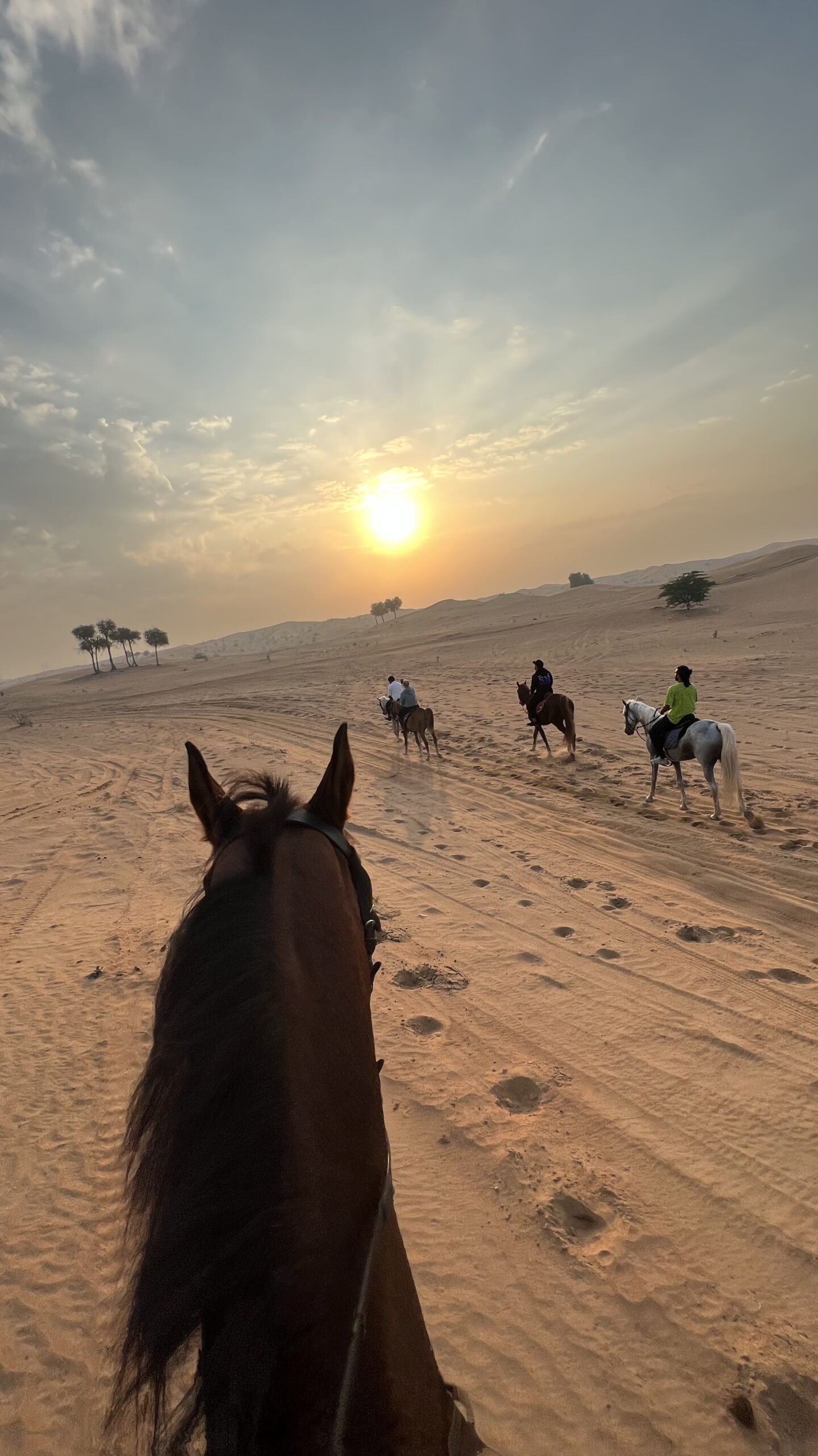 Horse Riding School Sharjah - Riders Horse Riding Stables
